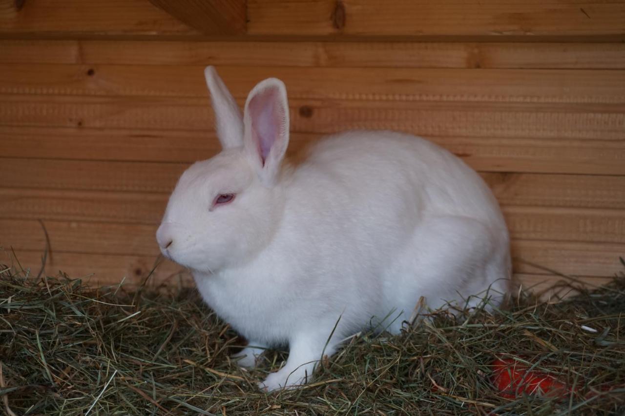 Appartement Winteraugut Werfen Zewnętrze zdjęcie